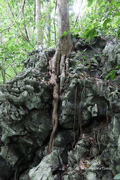 Racines d’arbre tortueuses se frayant un passage dans la roche, parc Cuc Phuong.  Cuc Phuong Vietnam