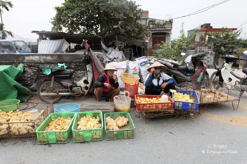Marchandes de poussins vers la pagode Den Trinh Lang Yen. Duc Khe Vietnam