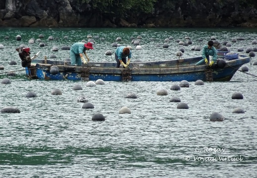 baie de Halong Vietnam 14 11 17 72