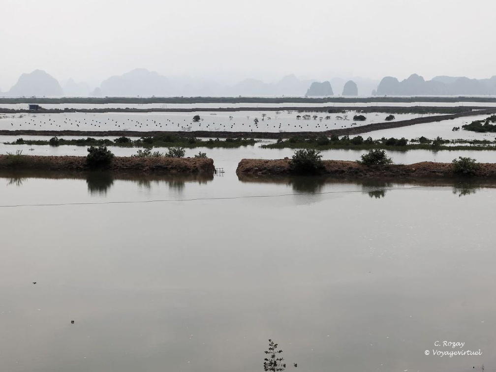 Halong 6539 VNM