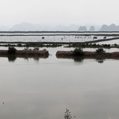 Halong 6539 VNM