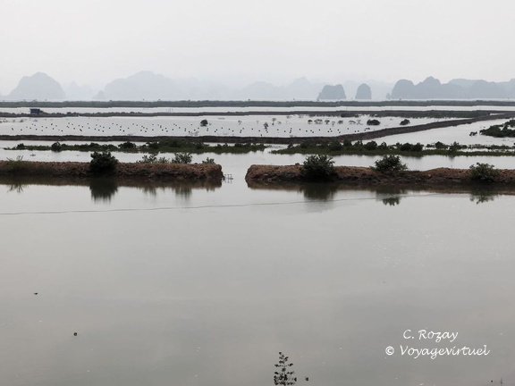 Halong 6539 VNM