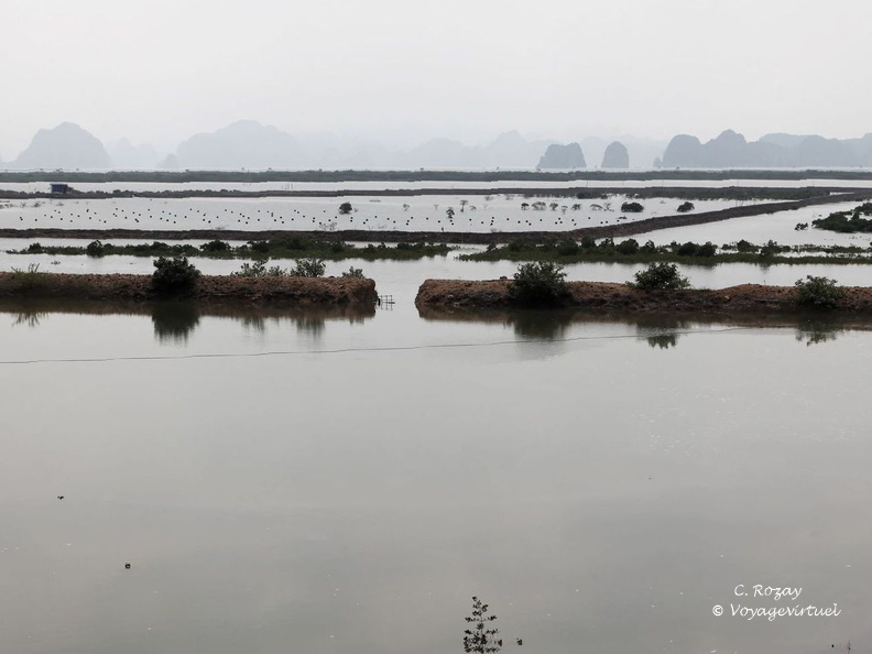 Halong 6539 VNM