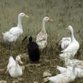 van long Vietnam 12 11 17 69