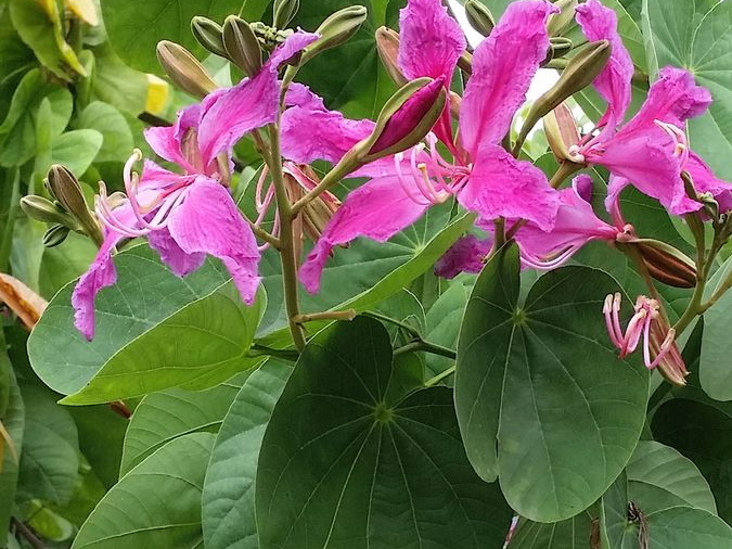 moongarden ky son VNM 8 11 17 19