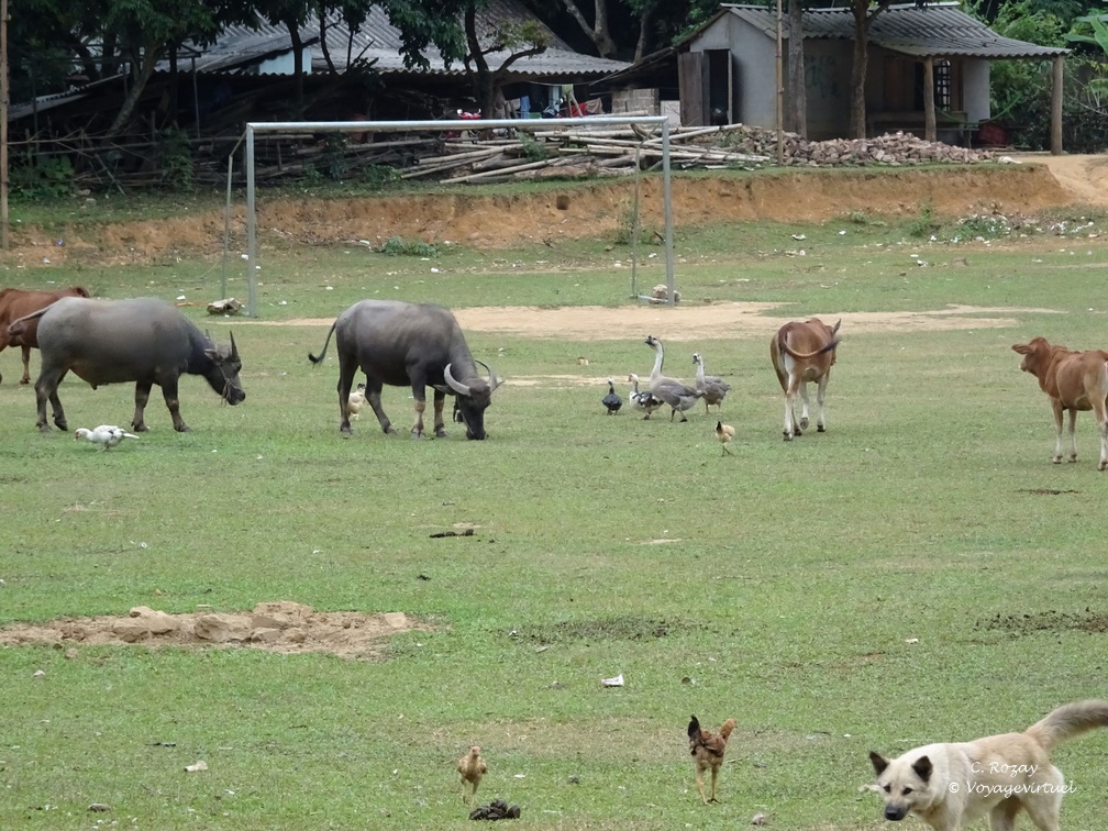 Mai Chau Vietnam 10 11 17 197