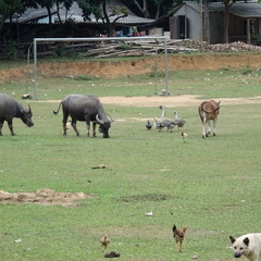 Mai Chau Vietnam 10 11 17 197