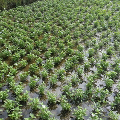 Mai Chau Vietnam 10 11 17 24