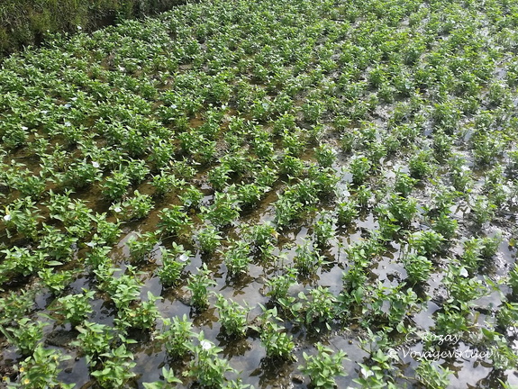 Mai Chau Vietnam 10 11 17 24