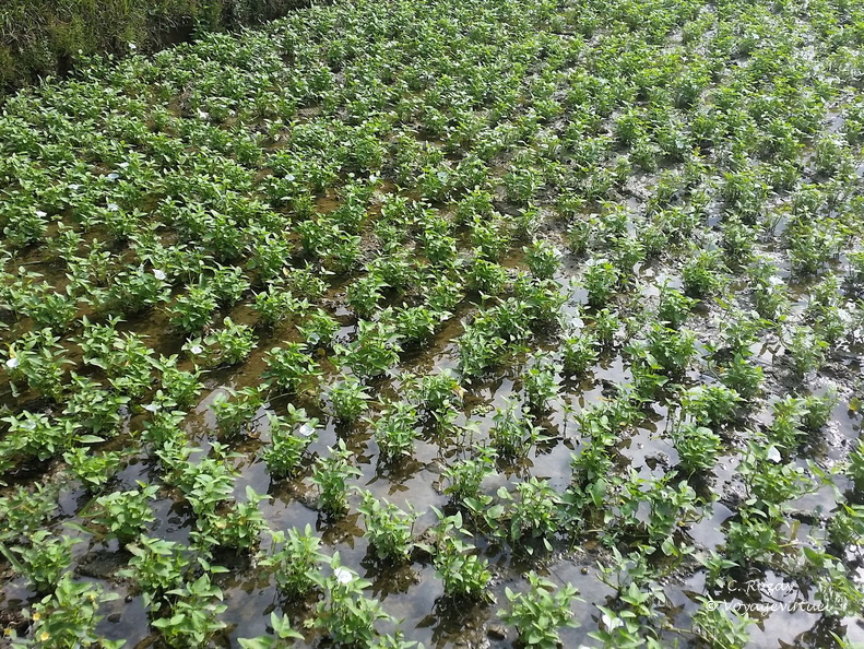 Mai Chau Vietnam 10 11 17 24