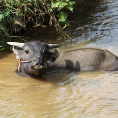 Mai Chau Vietnam 10 11 17 77