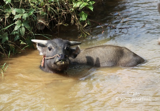 Mai Chau Vietnam 10 11 17 77