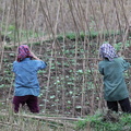Mai Chau Vietnam 9 11 17 2