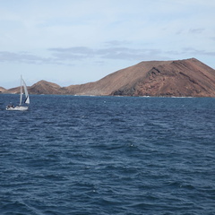 isla de lobos 004