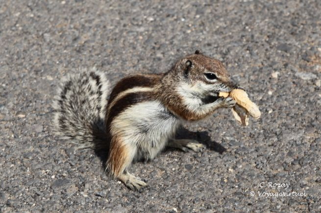 mirador las penitas 007