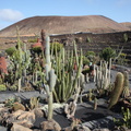 guatiza jardin de cactus 001