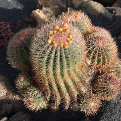 guatiza jardin de cactus 003