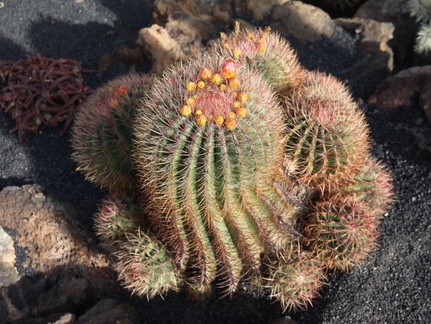 guatiza jardin de cactus 003