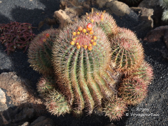 guatiza jardin de cactus 003