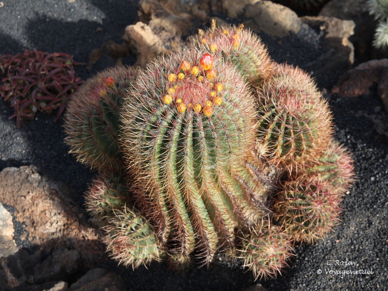 guatiza jardin de cactus 003