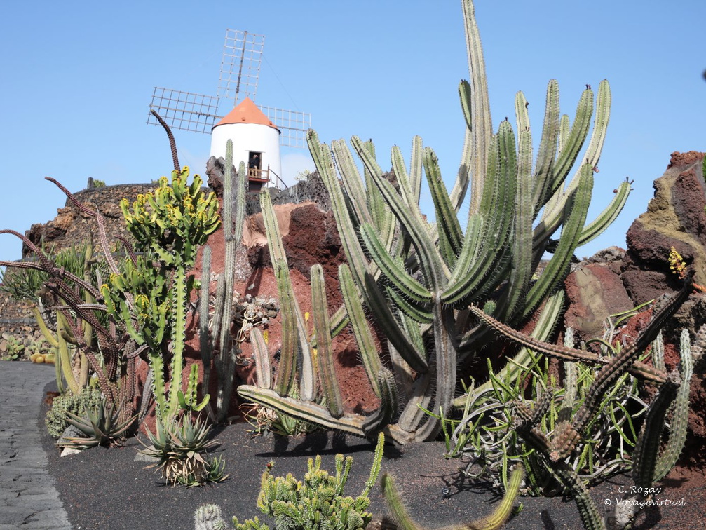 guatiza jardin de cactus 010