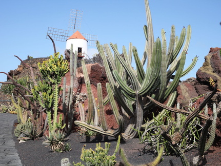 guatiza jardin de cactus 010