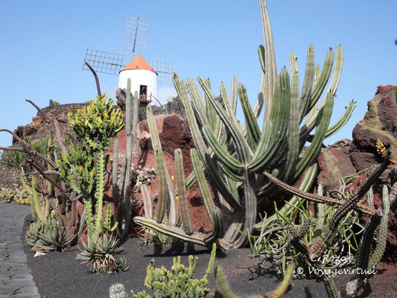 guatiza jardin de cactus 010