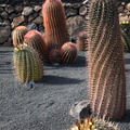 guatiza jardin de cactus 011