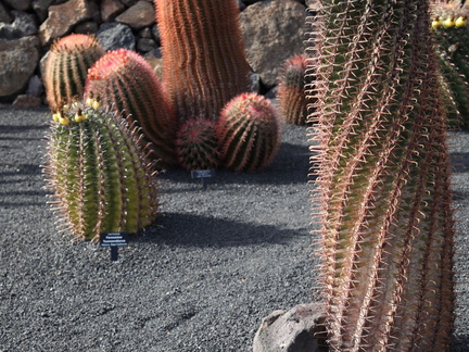 guatiza jardin de cactus 011