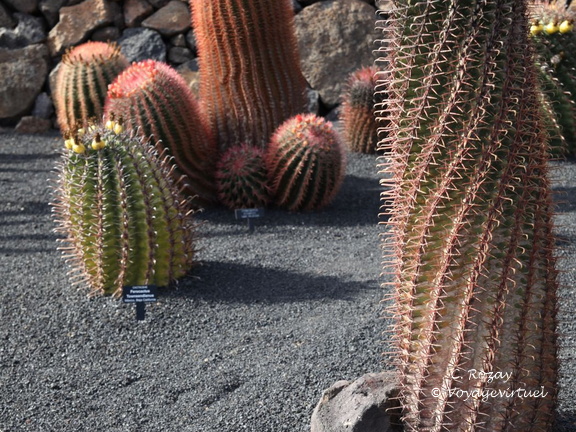 guatiza jardin de cactus 011