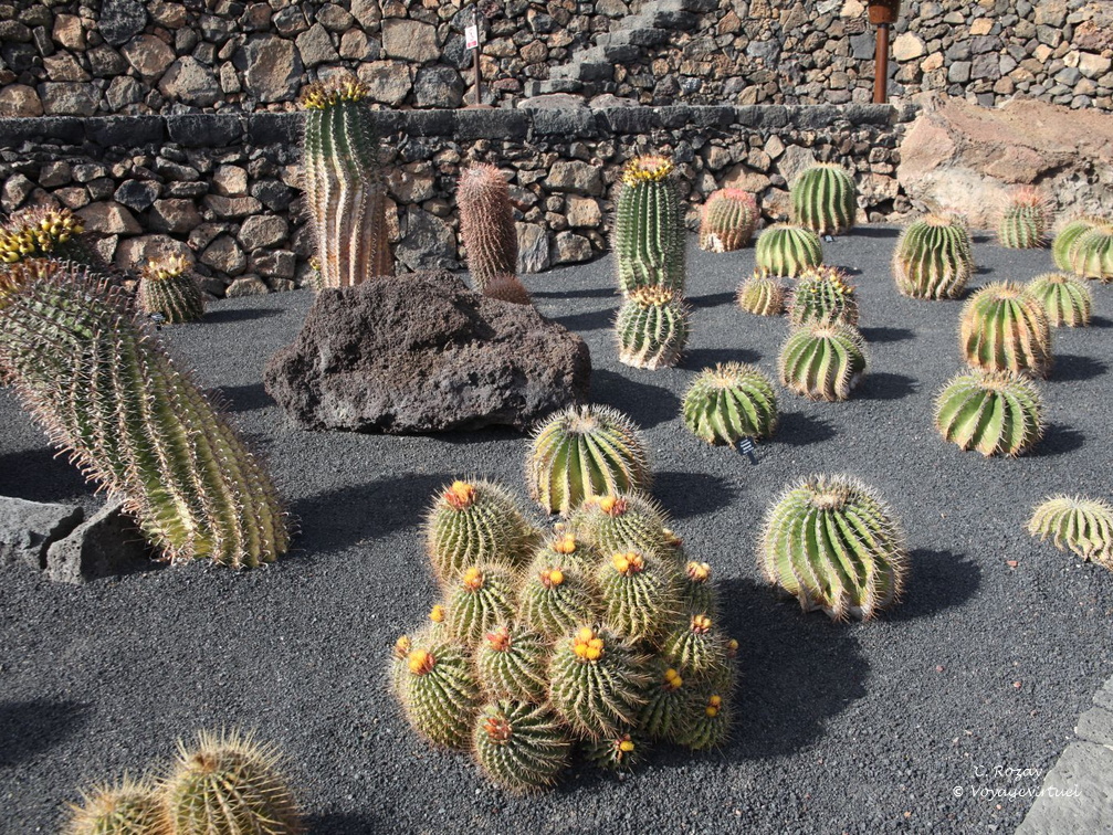 guatiza jardin de cactus 012