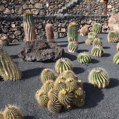 guatiza jardin de cactus 012