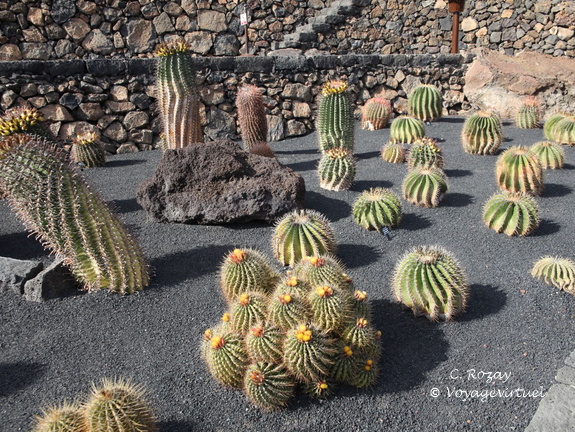 guatiza jardin de cactus 012