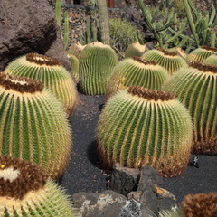 guatiza jardin de cactus 022