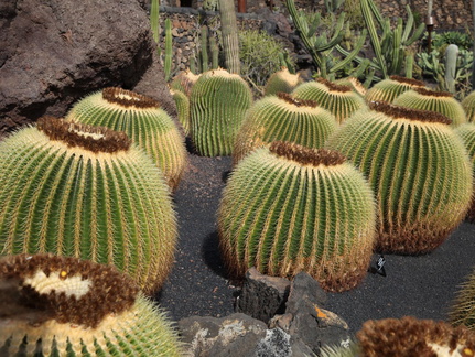 guatiza jardin de cactus 022