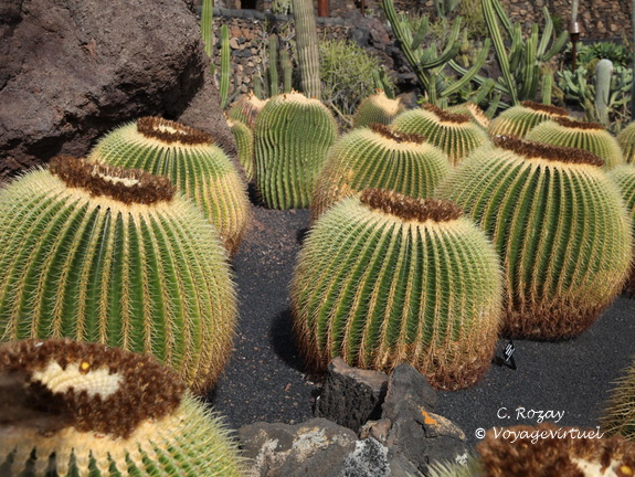 guatiza jardin de cactus 022
