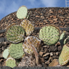 guatiza jardin de cactus 038