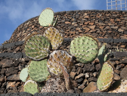 guatiza jardin de cactus 038