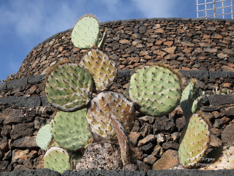 guatiza jardin de cactus 038