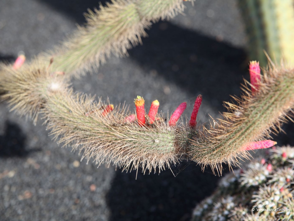 guatiza jardin de cactus 053