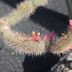 guatiza jardin de cactus 053