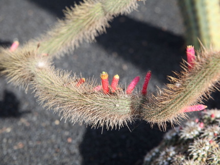 guatiza jardin de cactus 053