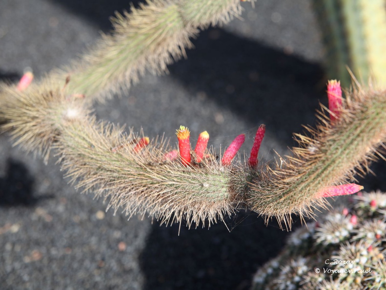 guatiza jardin de cactus 053