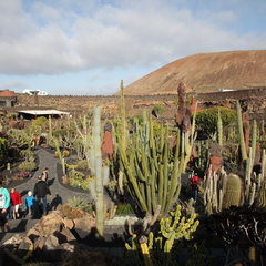 guatiza jardin de cactus 059