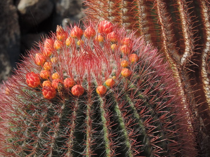 guatiza jardin de cactus 062