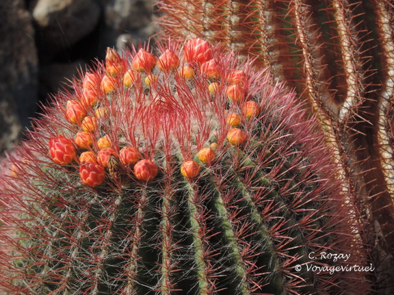 guatiza jardin de cactus 062