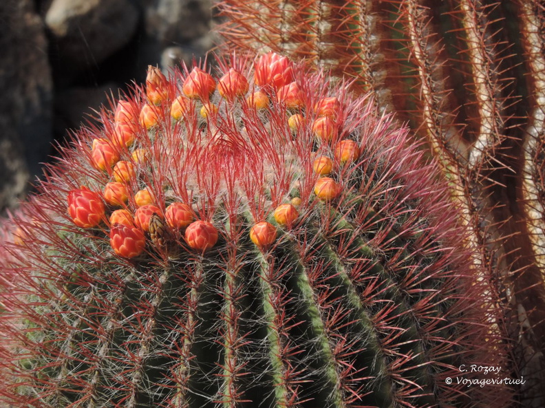 guatiza jardin de cactus 062