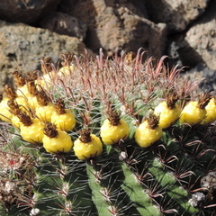 guatiza jardin de cactus 063
