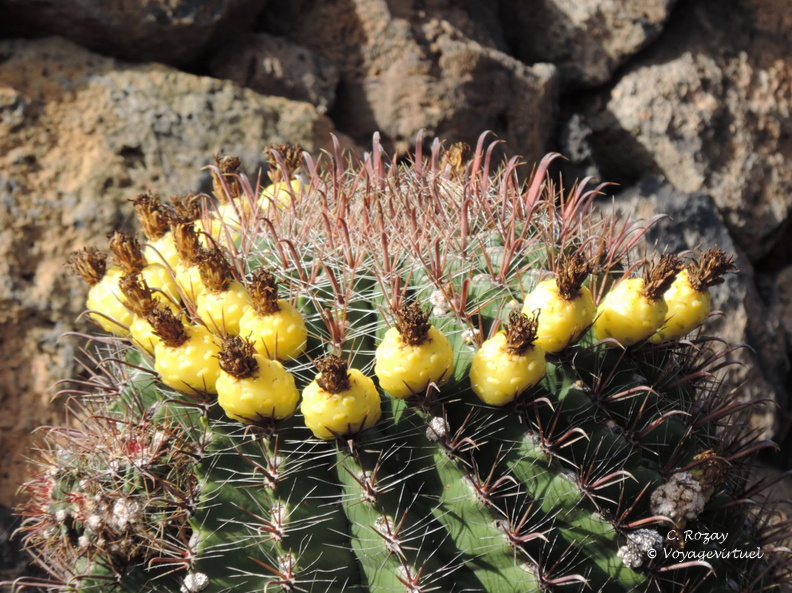 guatiza jardin de cactus 063