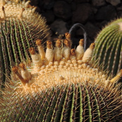 guatiza jardin de cactus 065